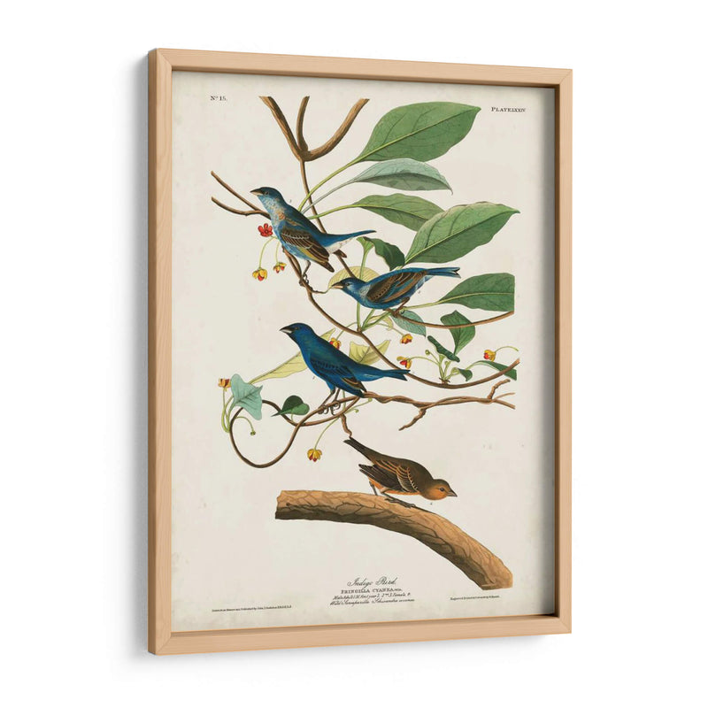 Pl 74 Ave Indigo - John James Audubon | Cuadro decorativo de Canvas Lab