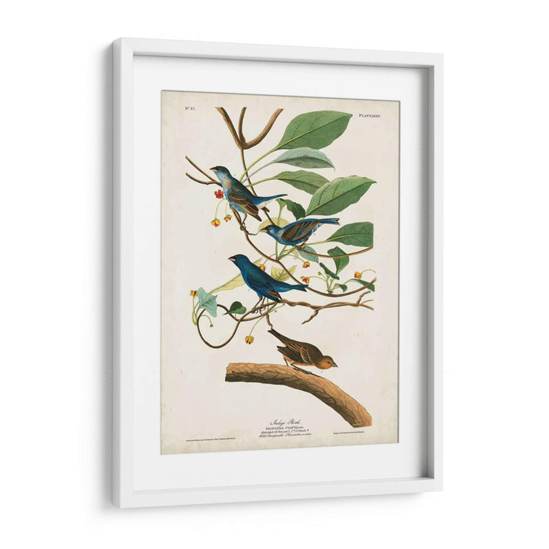 Pl 74 Ave Indigo - John James Audubon | Cuadro decorativo de Canvas Lab