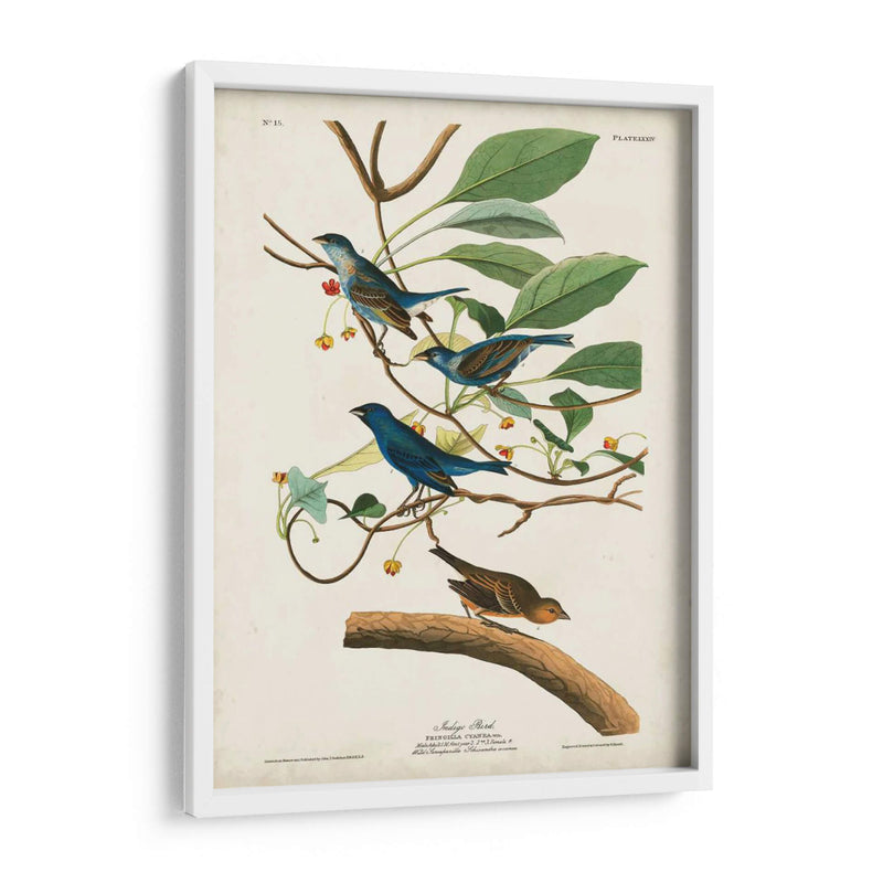 Pl 74 Ave Indigo - John James Audubon | Cuadro decorativo de Canvas Lab