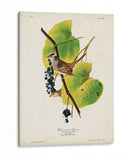 Pl 114 Gorrión De Corona Blanca - John James Audubon | Cuadro decorativo de Canvas Lab