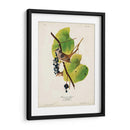 Pl 114 Gorrión De Corona Blanca - John James Audubon | Cuadro decorativo de Canvas Lab