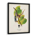 Pl 114 Gorrión De Corona Blanca - John James Audubon | Cuadro decorativo de Canvas Lab