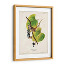 Pl 114 Gorrión De Corona Blanca - John James Audubon | Cuadro decorativo de Canvas Lab