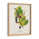 Pl 114 Gorrión De Corona Blanca - John James Audubon | Cuadro decorativo de Canvas Lab