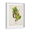 Pl 114 Gorrión De Corona Blanca - John James Audubon | Cuadro decorativo de Canvas Lab