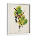 Pl 114 Gorrión De Corona Blanca - John James Audubon | Cuadro decorativo de Canvas Lab