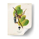 Pl 114 Gorrión De Corona Blanca - John James Audubon | Cuadro decorativo de Canvas Lab