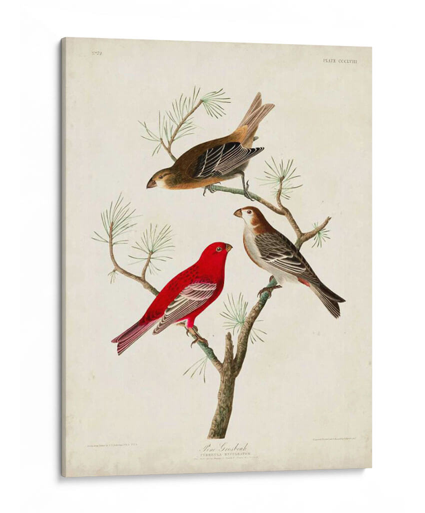 Pl 358 Pino Grosbeak - John James Audubon | Cuadro decorativo de Canvas Lab