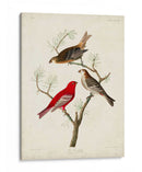 Pl 358 Pino Grosbeak - John James Audubon | Cuadro decorativo de Canvas Lab