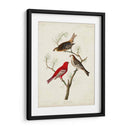 Pl 358 Pino Grosbeak - John James Audubon | Cuadro decorativo de Canvas Lab