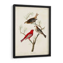 Pl 358 Pino Grosbeak - John James Audubon | Cuadro decorativo de Canvas Lab