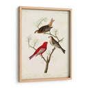 Pl 358 Pino Grosbeak - John James Audubon | Cuadro decorativo de Canvas Lab