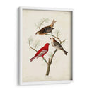 Pl 358 Pino Grosbeak - John James Audubon | Cuadro decorativo de Canvas Lab