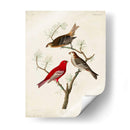 Pl 358 Pino Grosbeak - John James Audubon | Cuadro decorativo de Canvas Lab