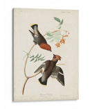 Pl 363 Chatter Bohemio - John James Audubon | Cuadro decorativo de Canvas Lab