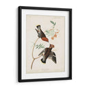 Pl 363 Chatter Bohemio - John James Audubon | Cuadro decorativo de Canvas Lab