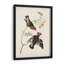 Pl 363 Chatter Bohemio - John James Audubon | Cuadro decorativo de Canvas Lab
