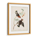 Pl 363 Chatter Bohemio - John James Audubon | Cuadro decorativo de Canvas Lab