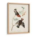 Pl 363 Chatter Bohemio - John James Audubon | Cuadro decorativo de Canvas Lab