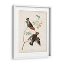 Pl 363 Chatter Bohemio - John James Audubon | Cuadro decorativo de Canvas Lab