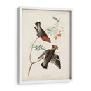 Pl 363 Chatter Bohemio - John James Audubon | Cuadro decorativo de Canvas Lab