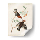 Pl 363 Chatter Bohemio - John James Audubon | Cuadro decorativo de Canvas Lab