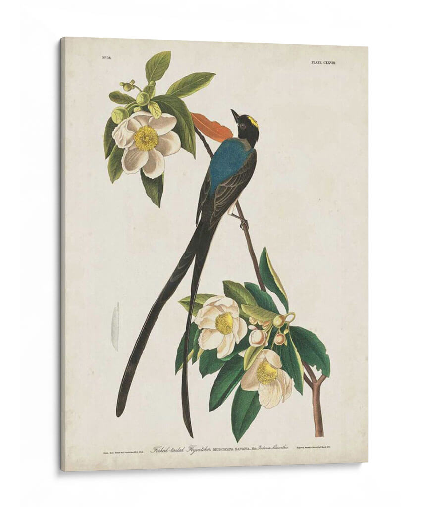 Pl 168 Forro De Cola De Tenedor - John James Audubon | Cuadro decorativo de Canvas Lab