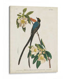 Pl 168 Forro De Cola De Tenedor - John James Audubon | Cuadro decorativo de Canvas Lab