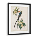 Pl 168 Forro De Cola De Tenedor - John James Audubon | Cuadro decorativo de Canvas Lab