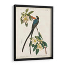 Pl 168 Forro De Cola De Tenedor - John James Audubon | Cuadro decorativo de Canvas Lab