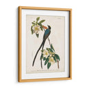 Pl 168 Forro De Cola De Tenedor - John James Audubon | Cuadro decorativo de Canvas Lab