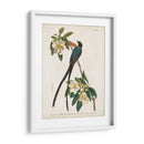 Pl 168 Forro De Cola De Tenedor - John James Audubon | Cuadro decorativo de Canvas Lab