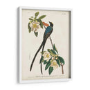Pl 168 Forro De Cola De Tenedor - John James Audubon | Cuadro decorativo de Canvas Lab
