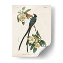 Pl 168 Forro De Cola De Tenedor - John James Audubon | Cuadro decorativo de Canvas Lab