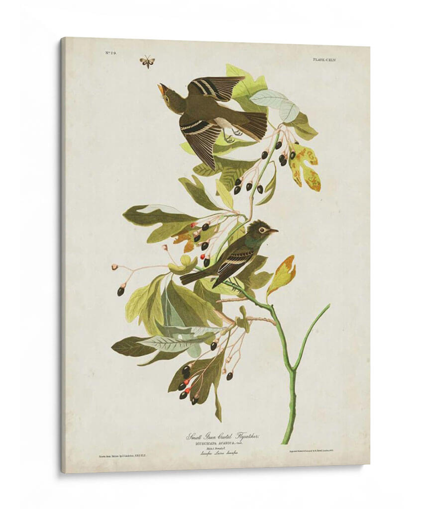Pl 144 Pequeño Cazador De Fly Con Cresta Verde - John James Audubon | Cuadro decorativo de Canvas Lab