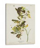 Pl 144 Pequeño Cazador De Fly Con Cresta Verde - John James Audubon | Cuadro decorativo de Canvas Lab