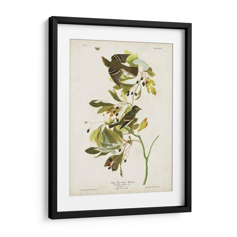 Pl 144 Pequeño Cazador De Fly Con Cresta Verde - John James Audubon | Cuadro decorativo de Canvas Lab