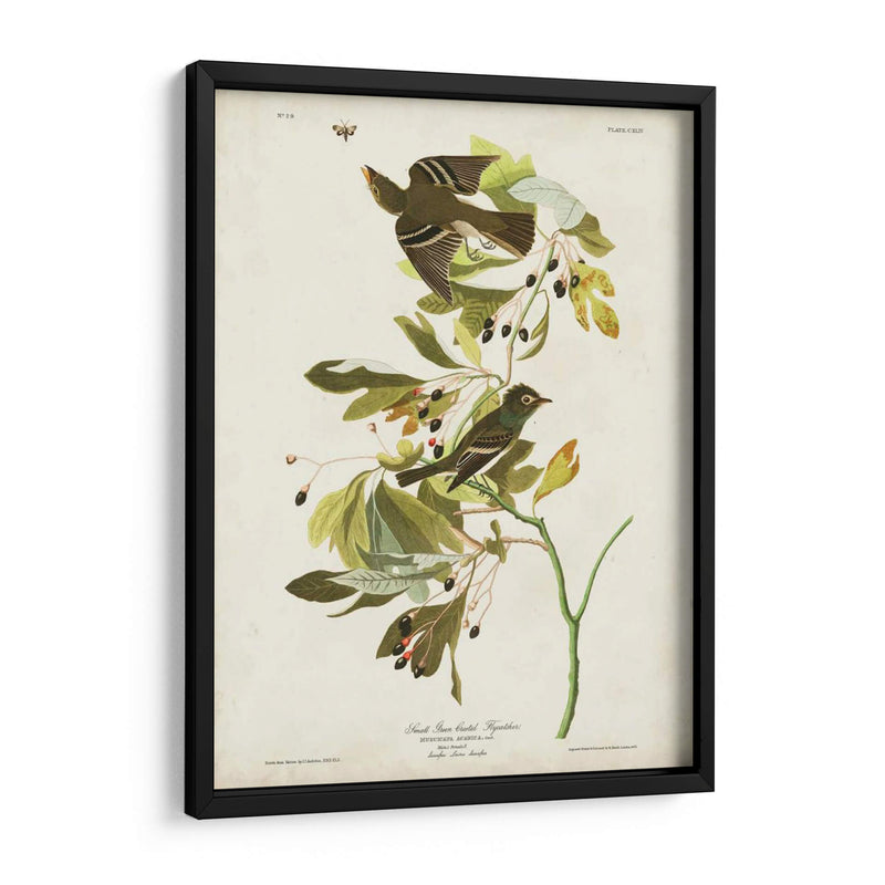 Pl 144 Pequeño Cazador De Fly Con Cresta Verde - John James Audubon | Cuadro decorativo de Canvas Lab