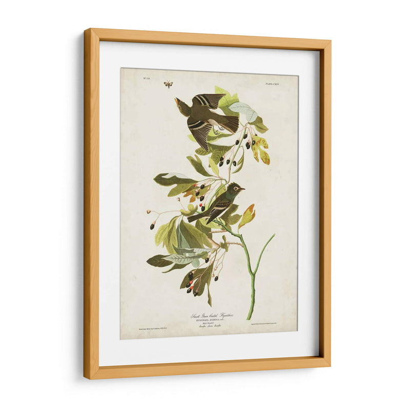 Pl 144 Pequeño Cazador De Fly Con Cresta Verde - John James Audubon | Cuadro decorativo de Canvas Lab