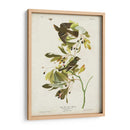 Pl 144 Pequeño Cazador De Fly Con Cresta Verde - John James Audubon | Cuadro decorativo de Canvas Lab