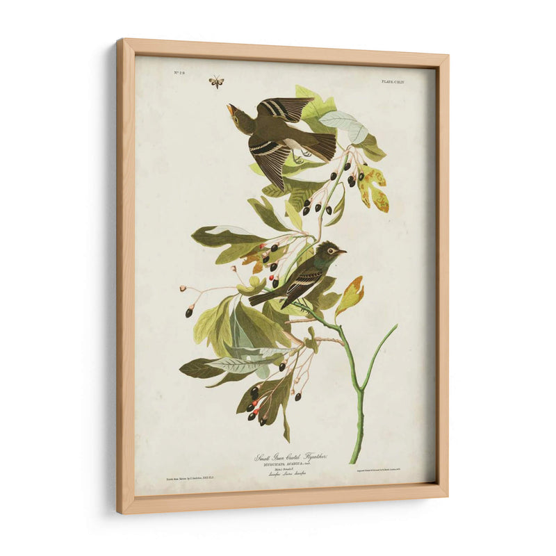 Pl 144 Pequeño Cazador De Fly Con Cresta Verde - John James Audubon | Cuadro decorativo de Canvas Lab