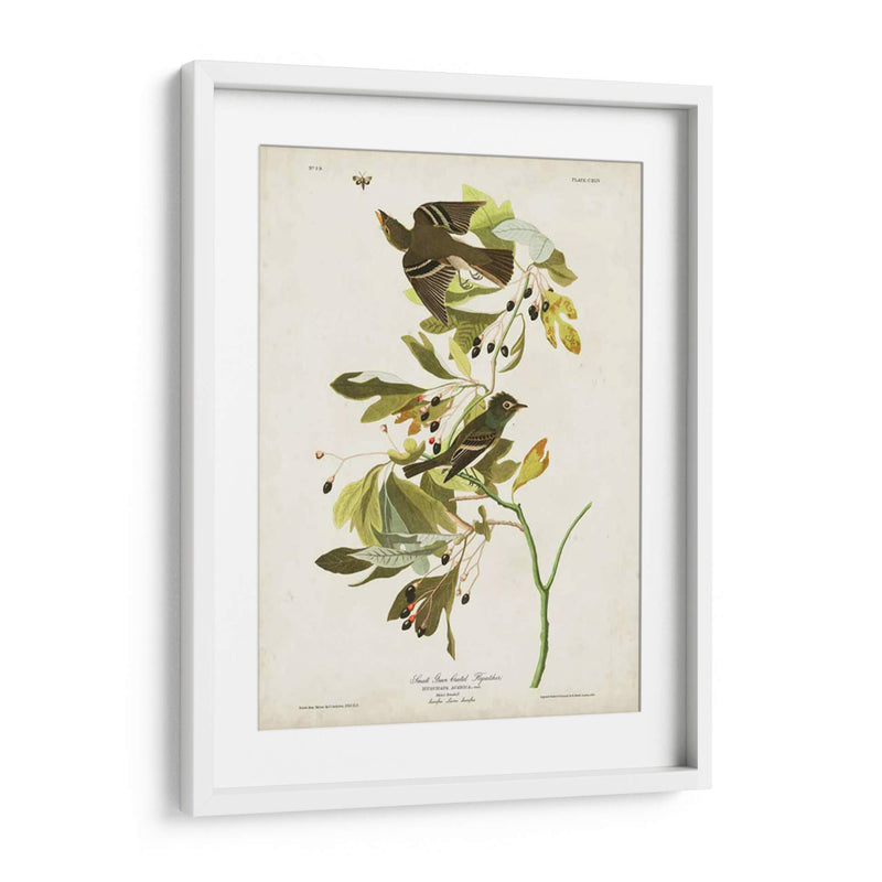 Pl 144 Pequeño Cazador De Fly Con Cresta Verde - John James Audubon | Cuadro decorativo de Canvas Lab