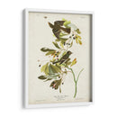 Pl 144 Pequeño Cazador De Fly Con Cresta Verde - John James Audubon | Cuadro decorativo de Canvas Lab