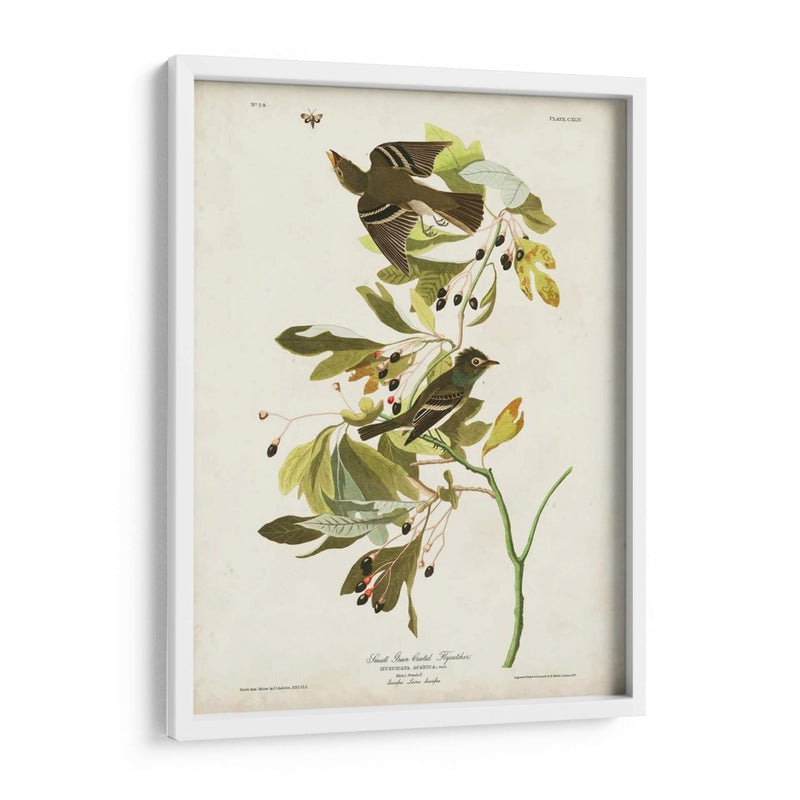Pl 144 Pequeño Cazador De Fly Con Cresta Verde - John James Audubon | Cuadro decorativo de Canvas Lab