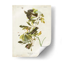 Pl 144 Pequeño Cazador De Fly Con Cresta Verde - John James Audubon | Cuadro decorativo de Canvas Lab
