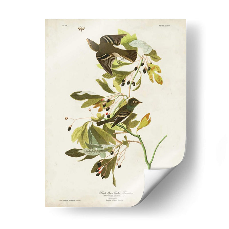Pl 144 Pequeño Cazador De Fly Con Cresta Verde - John James Audubon | Cuadro decorativo de Canvas Lab
