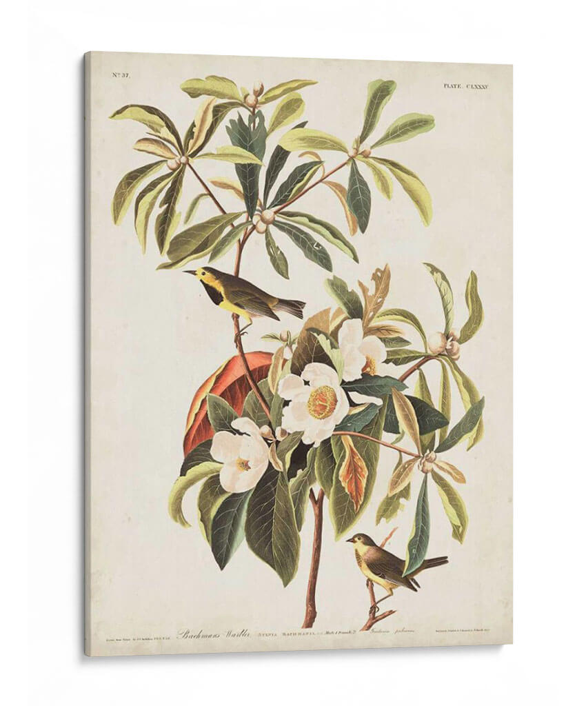 Pl 185 Bachmans Bachmans - John James Audubon | Cuadro decorativo de Canvas Lab