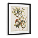Pl 185 Bachmans Bachmans - John James Audubon | Cuadro decorativo de Canvas Lab