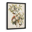 Pl 185 Bachmans Bachmans - John James Audubon | Cuadro decorativo de Canvas Lab