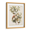 Pl 185 Bachmans Bachmans - John James Audubon | Cuadro decorativo de Canvas Lab